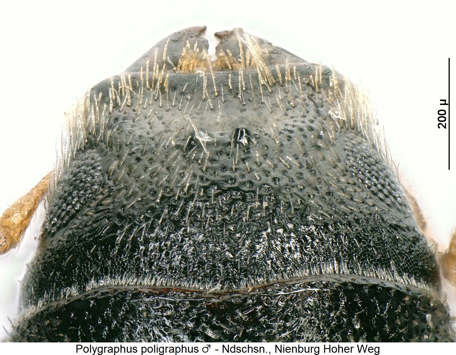 polygraphus_poligraphus_m_k1.jpg