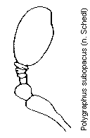 polygraphus_subopacus_f.gif