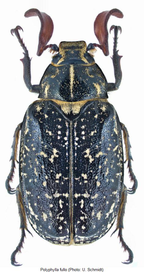 polyphylla_fullo_hab.jpg