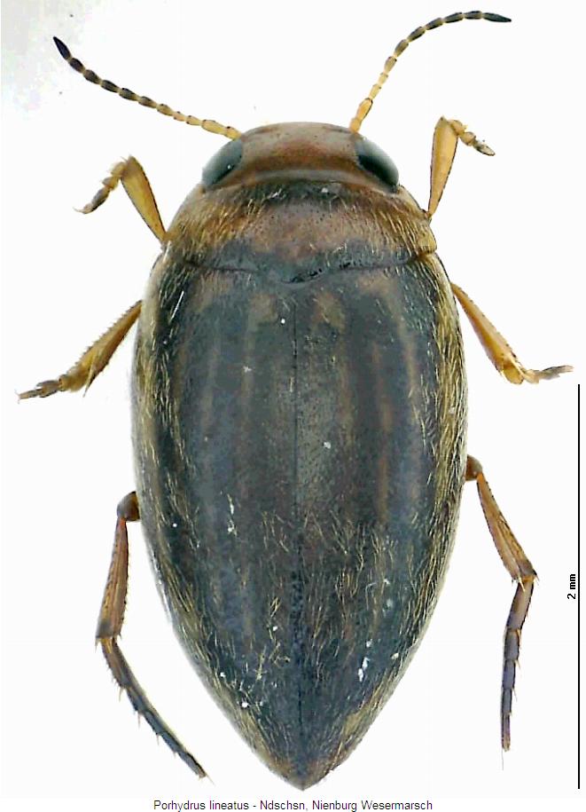 porhydrus_lineatus_hab.jpg