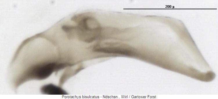 porotachys_bisulcatus.jpg