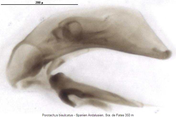 porotachys_bisulcatus2.jpg