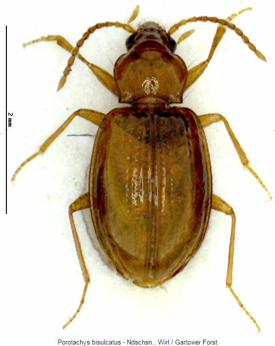 porotachys_bisulcatus_hab.jpg