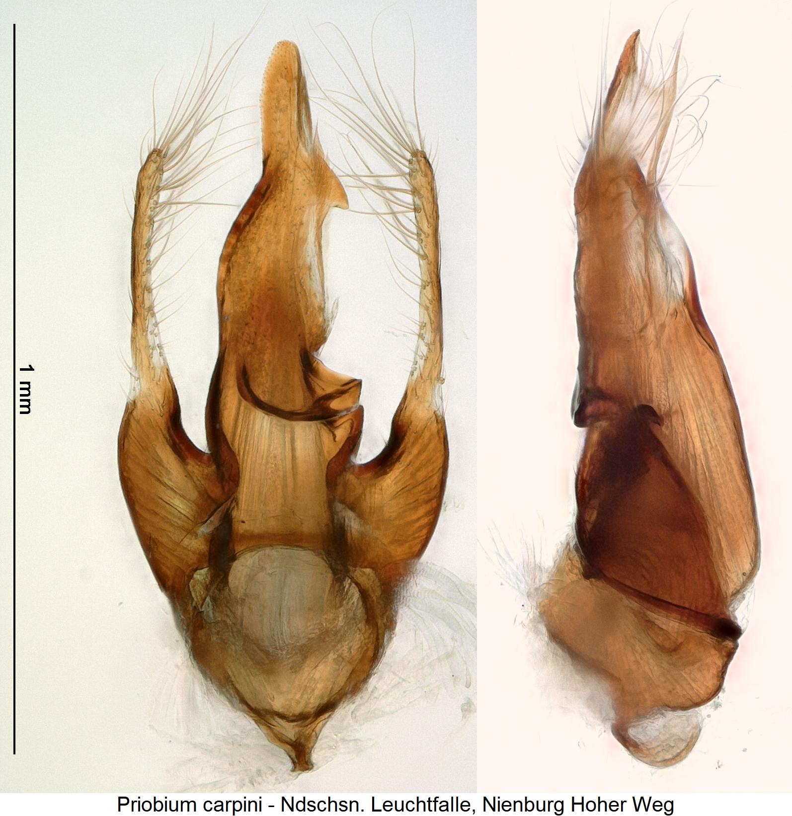 priobium_carpini.jpg