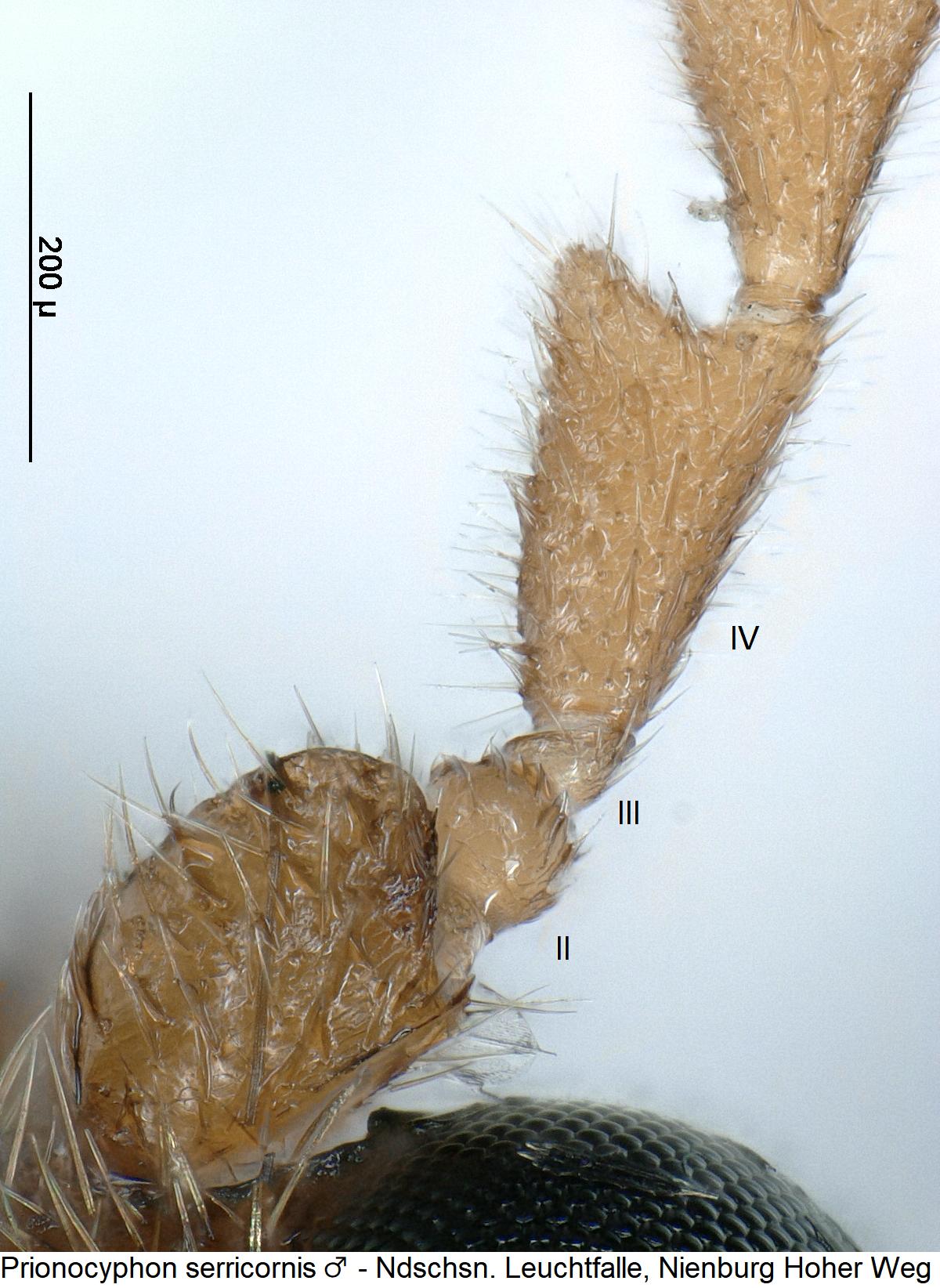 prionocyphon_serricornis_f.jpg
