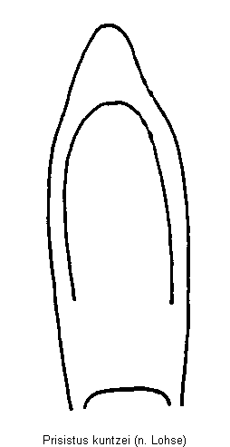 prisistus_kuntzei.gif