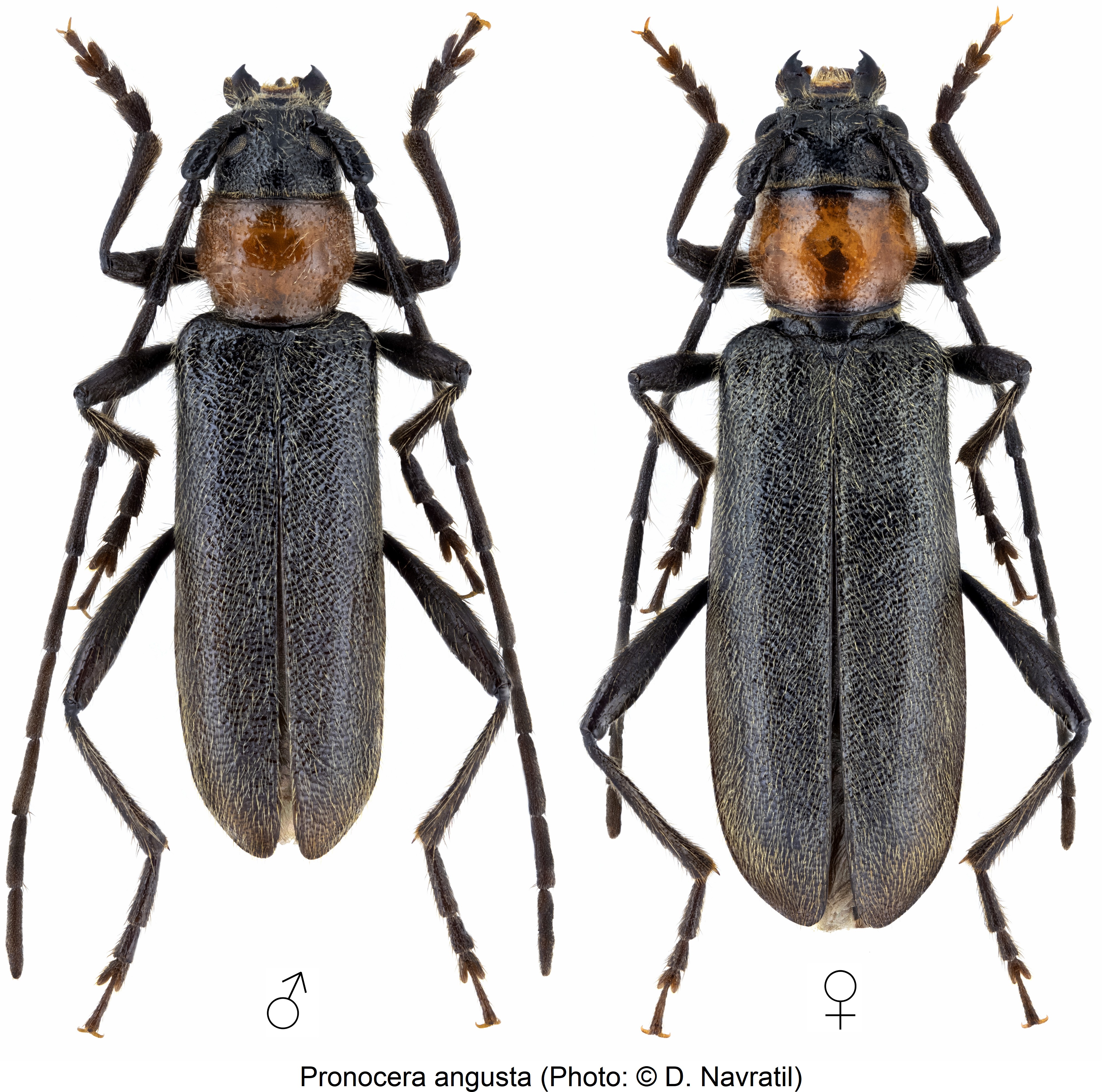 pronocera_angusta_hab.jpg