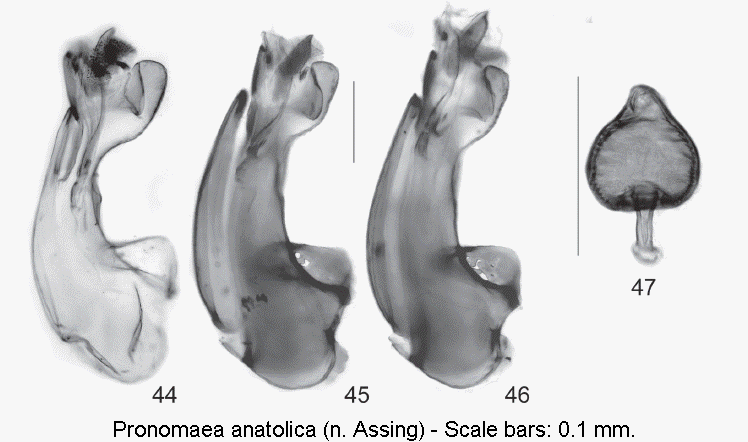 pronomaea_anatolica.gif