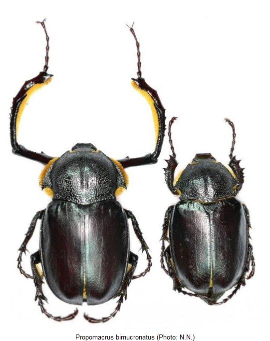 propomacrus_bimucronatus_hab.jpg