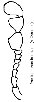 prostephanus_truncatus_f.gif