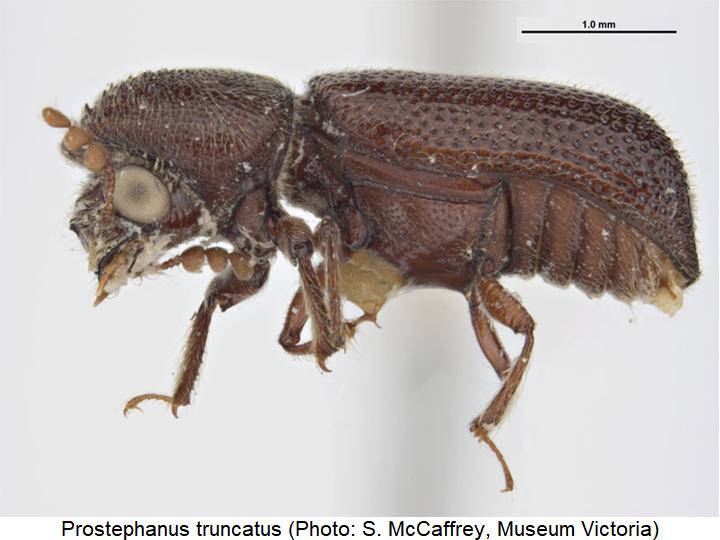 prostephanus_truncatus_sa.jpg