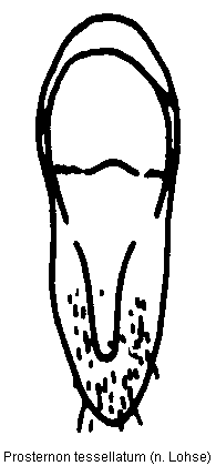 prosternon_tessellatum_ster.gif