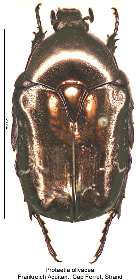 protaetia_olivacea_hab.jpg