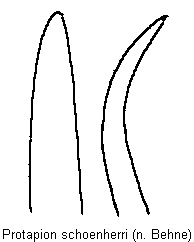 protapion_schoenherri.gif