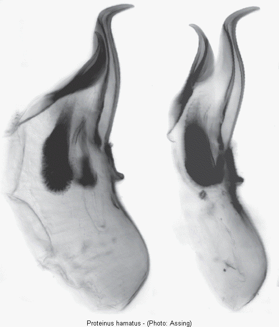proteinus_hamatus.gif