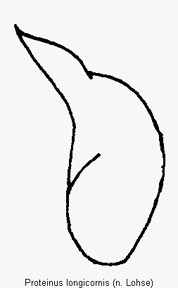 proteinus_longicornis.gif