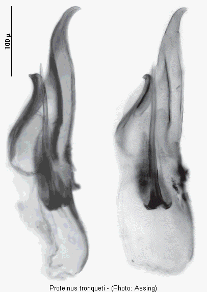 proteinus_tronqueti.gif
