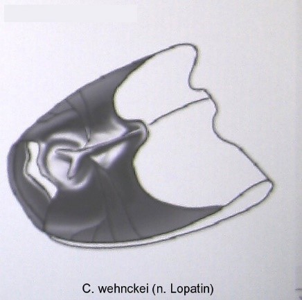 protophysus_wehnckei_sternit.jpg