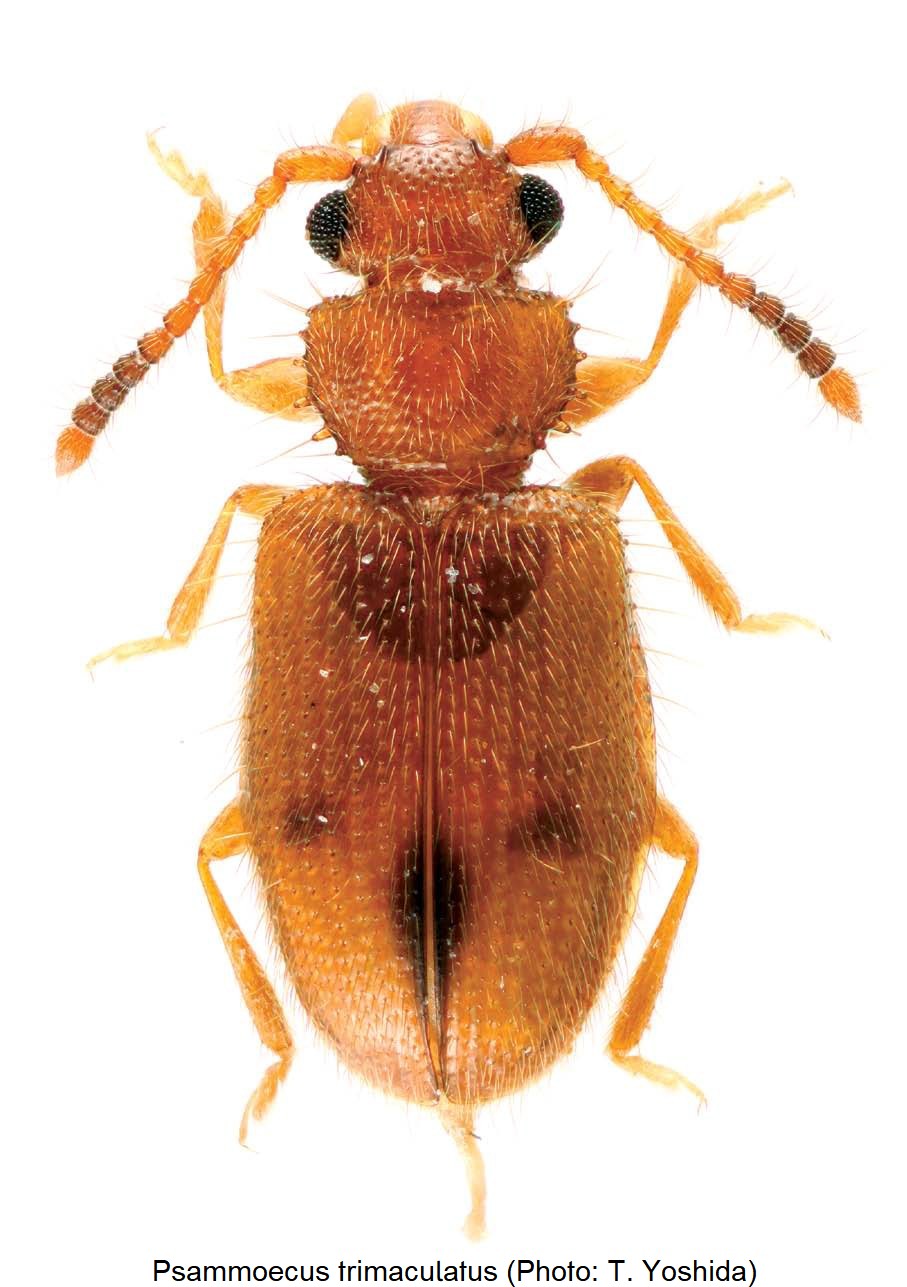 psammoecus_trimaculatus_hab.jpg