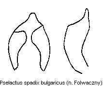 pselactus_bulgaricus.gif