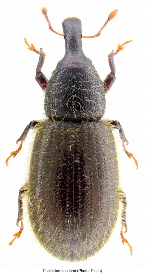 pselactus_caoduroi_hab.jpg