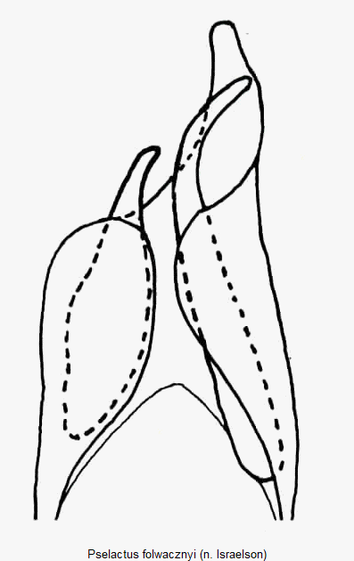pselactus_folwacznyi.gif