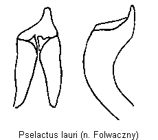 pselactus_lauri.gif