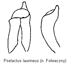 pselactus_laurineus.gif