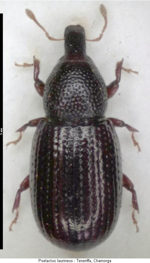pselactus_laurineus_hab.jpg