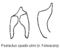 pselactus_ulmi.gif
