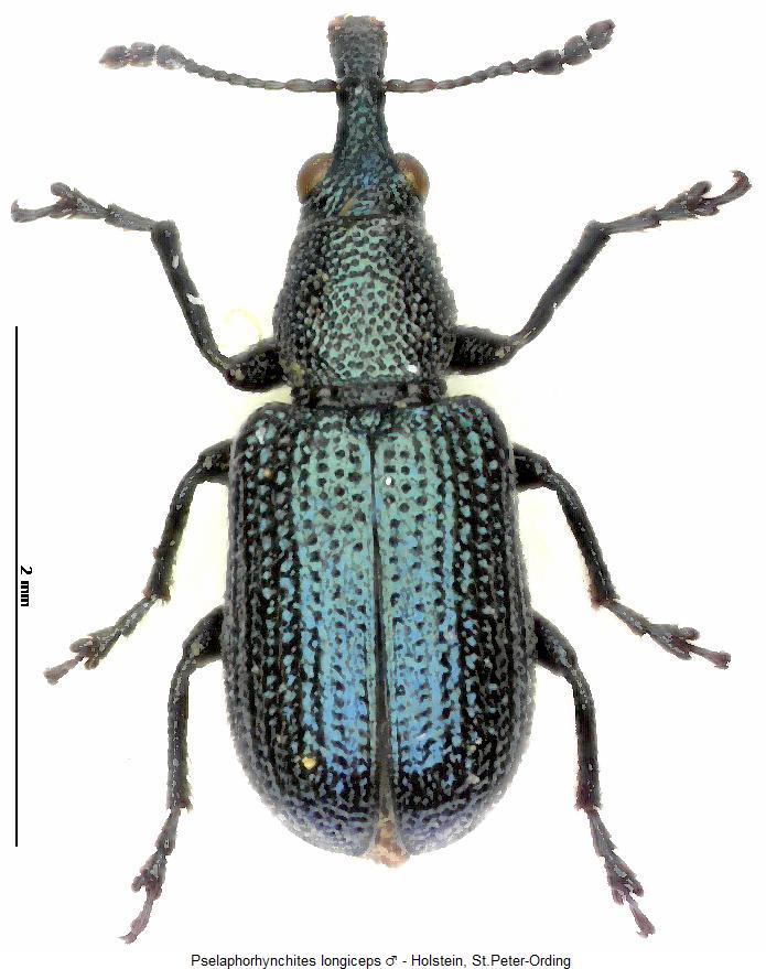 pselaphorhynchites_longiceps_hab.jpg