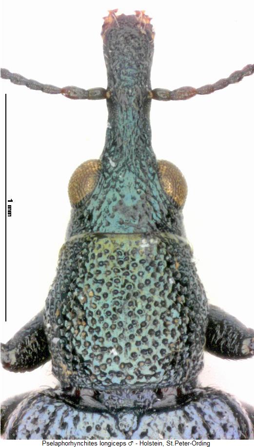 pselaphorhynchites_longiceps_vk.jpg