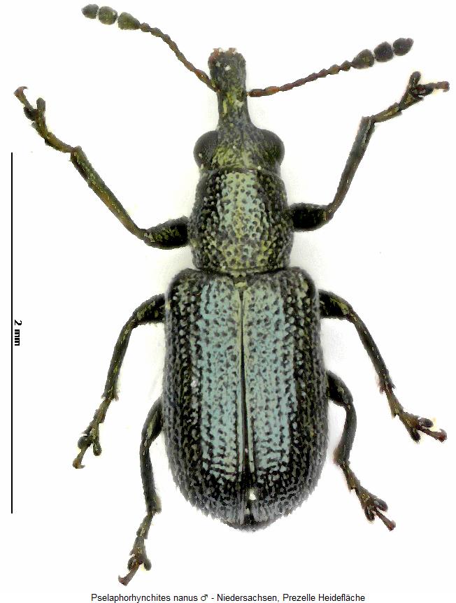 pselaphorhynchites_nanus_hab.jpg