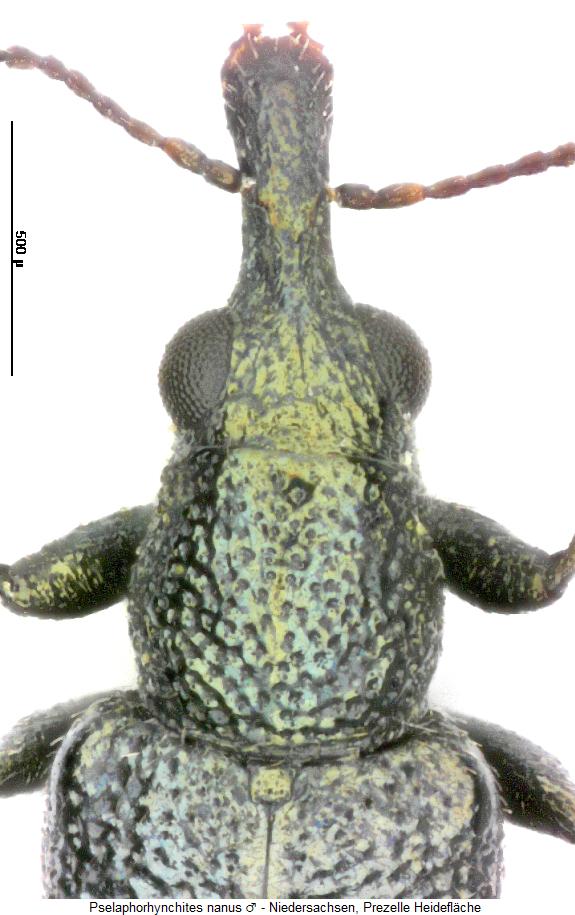 pselaphorhynchites_nanus_vk.jpg