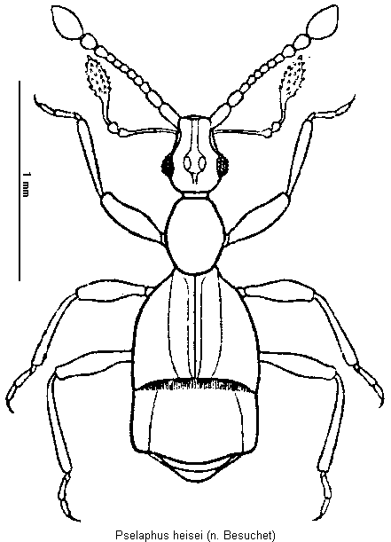 pselaphus_heisei_hab.gif