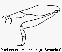 pselaphus_mb.gif