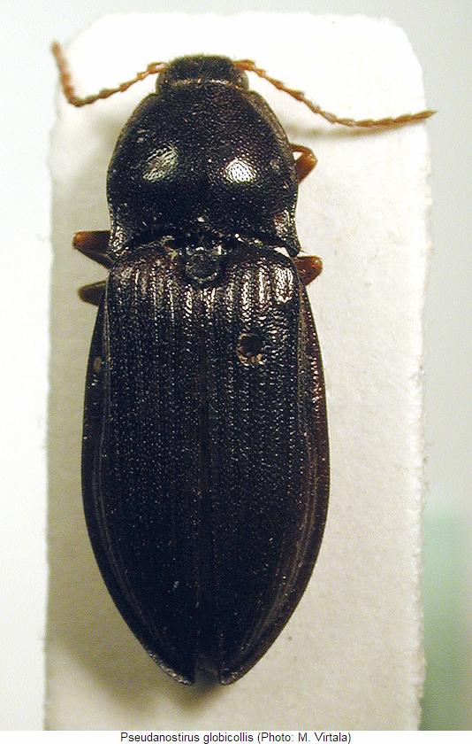 pseudanostirus_globicollis_hab.jpg