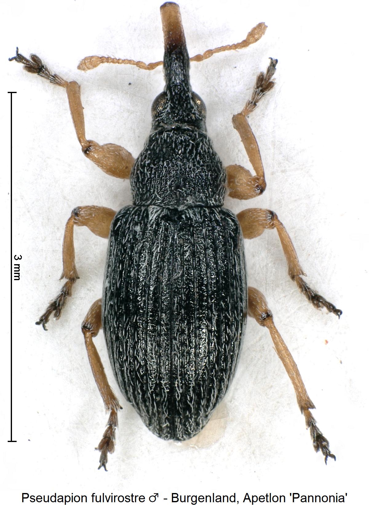 pseudapion_fulvirostre_m_hab.jpg