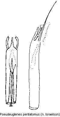 pseudeuglenes_pentatomus.gif