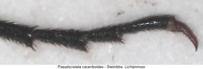 pseudocistela_ceramboides_tr2.jpg