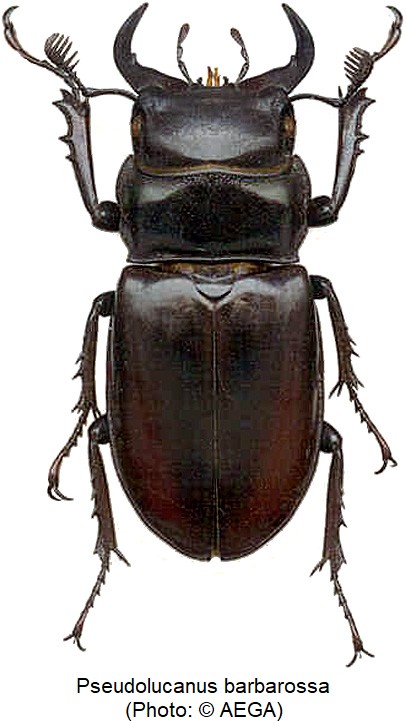 pseudolucanus_barbarossa_hab.jpg