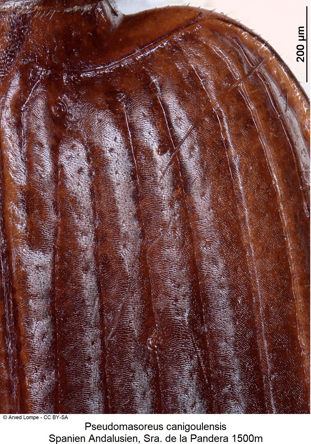 pseudomasoreus_canigoulensis_ck19101_hum.jpg