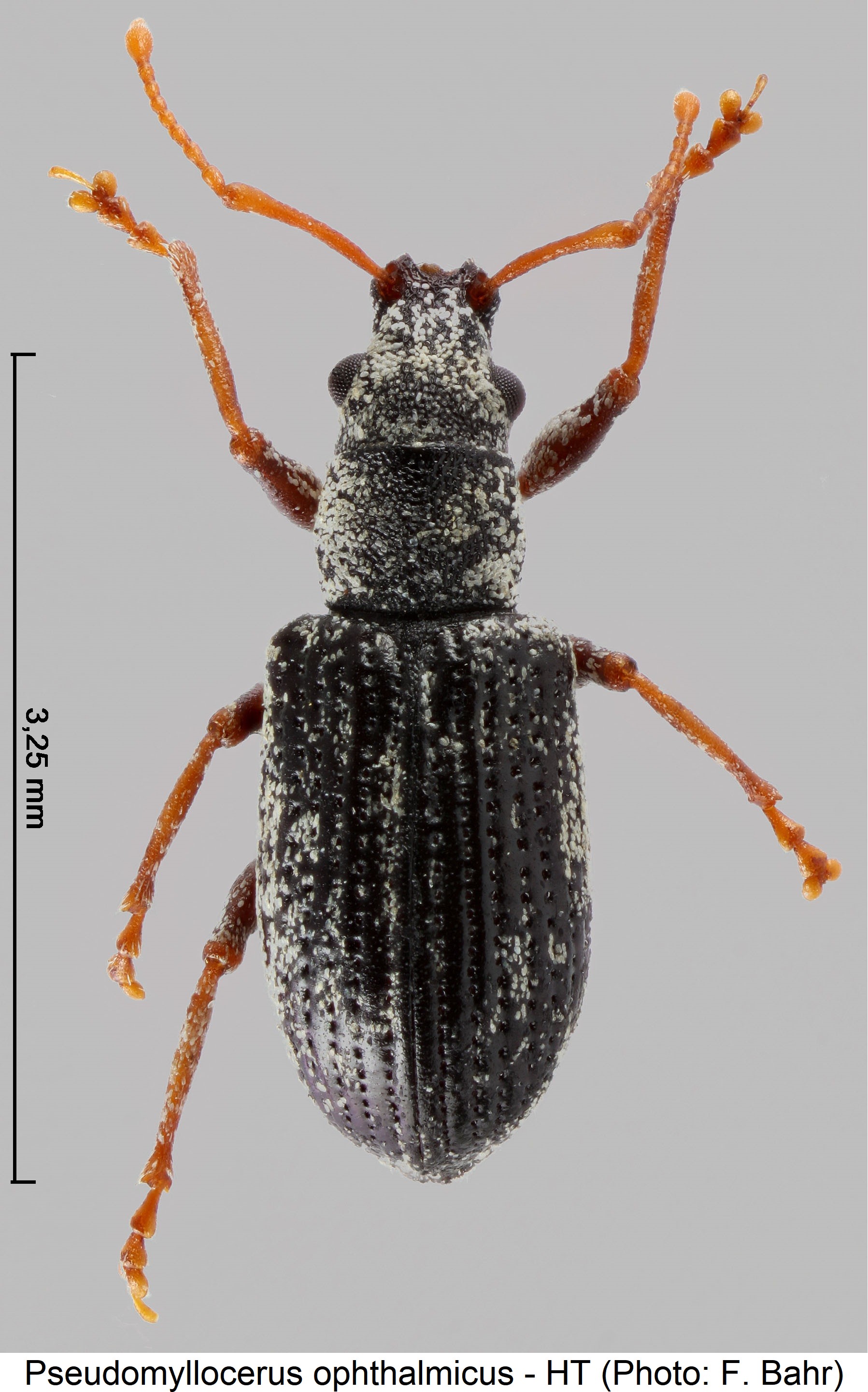 pseudomyllocerus_ophthalmicus_hab.jpg