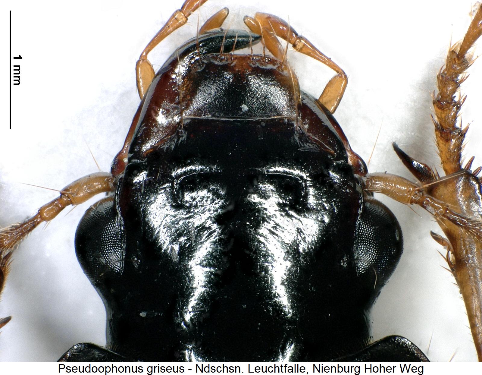 pseudoophonus_griseus_k.jpg