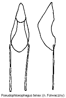 pseudophloeophagus_tenax.gif