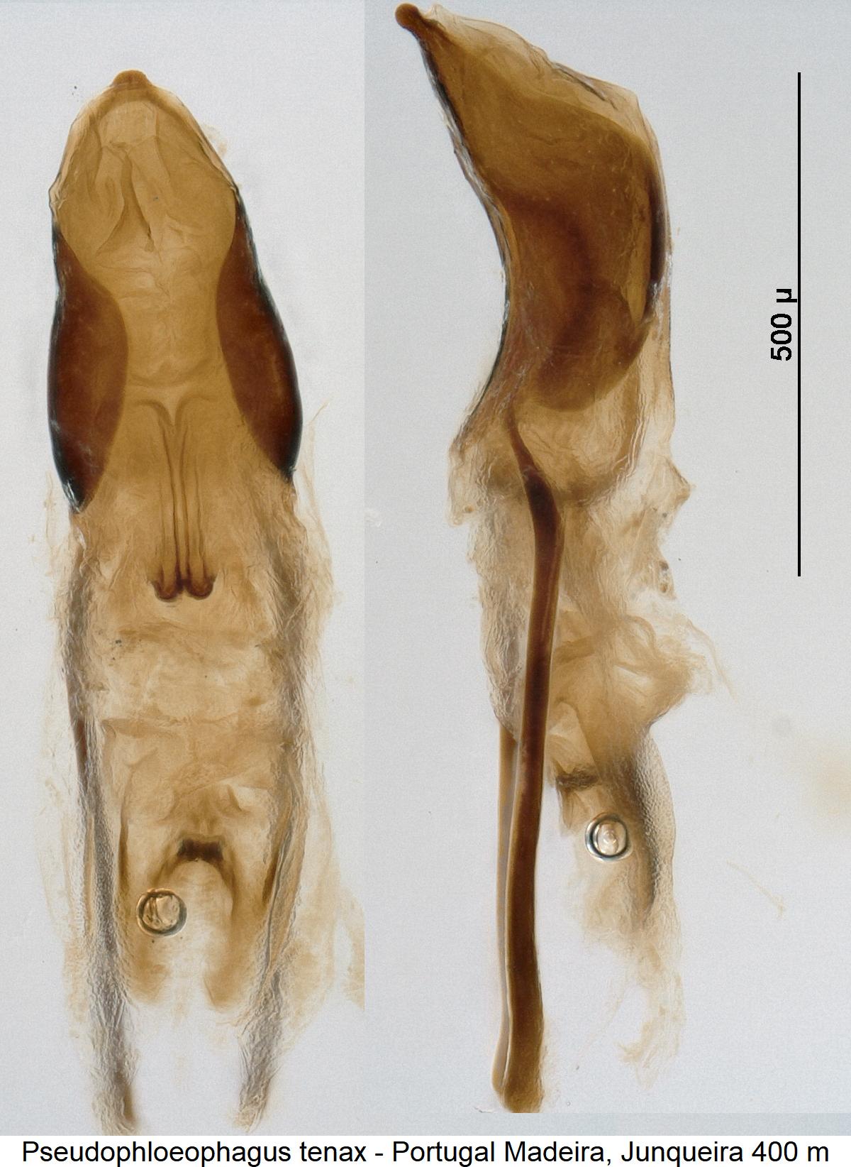 pseudophloeophagus_tenax.jpg