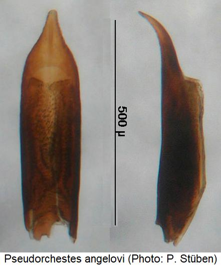 pseudorchestes_angelovi.jpg