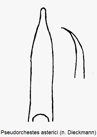pseudorchestes_asterici.gif