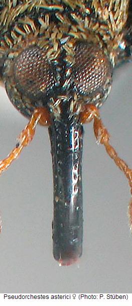 pseudorchestes_asterici_w_k.jpg