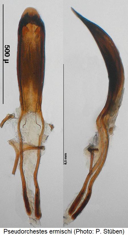 pseudorchestes_ermischi.jpg